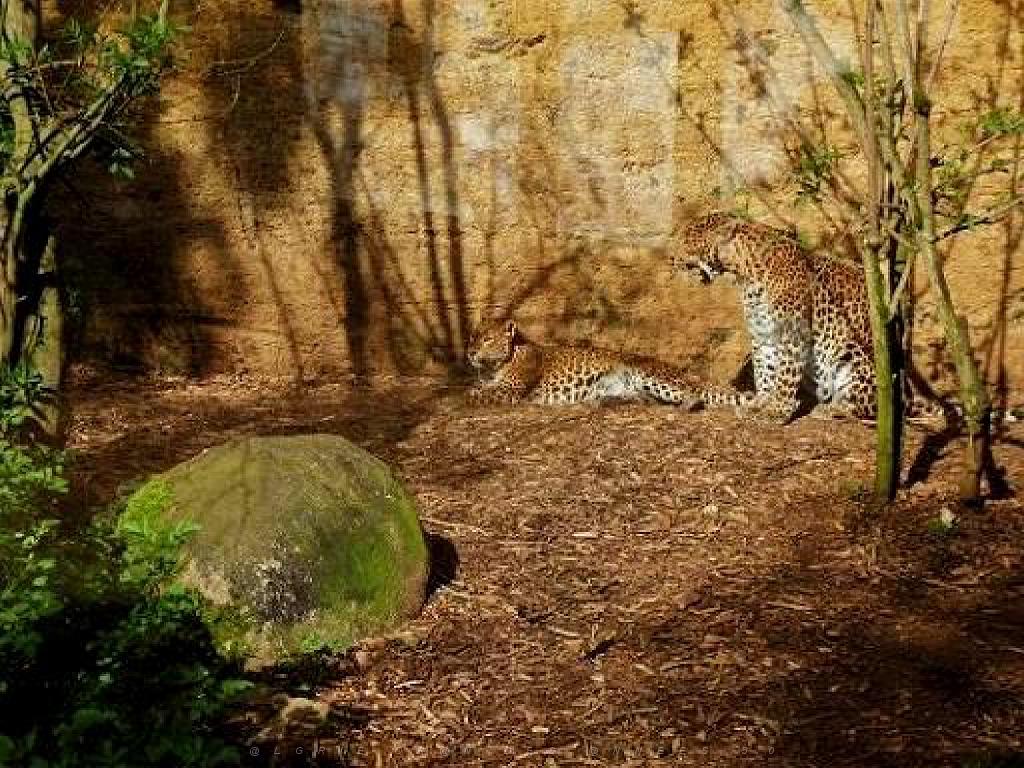 149 BIO PARC DE DOUE LA FONTAINE 3- 2016_000004.jpg